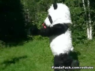 Czerwony ujeżdżanie kaptur pieprzony przez panda